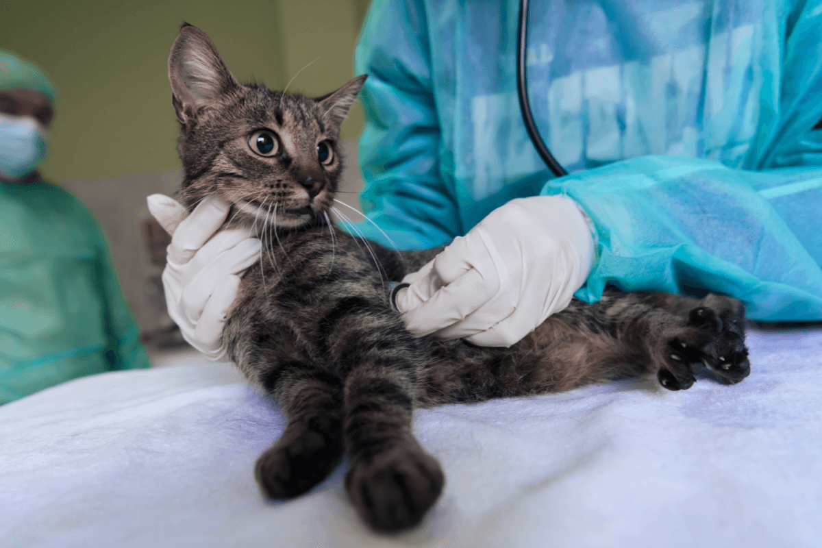 Feline Diabetic Neuropathy