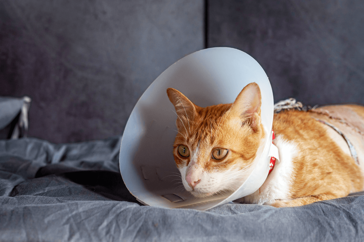 Signs and Symptoms of Diabetes in Cats