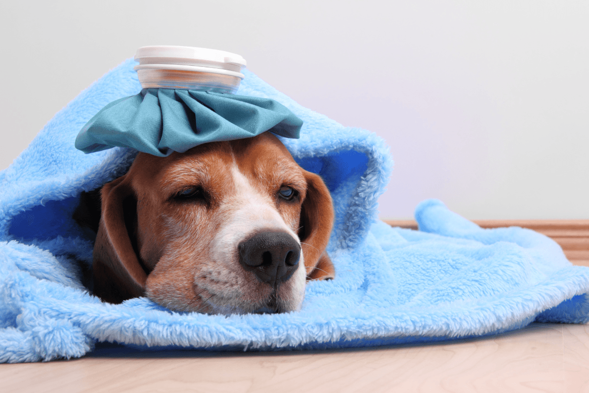 Signs and Symptoms of Diabetes in Dogs