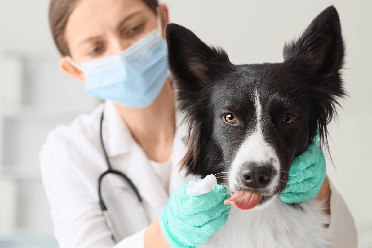 Diabetes Insipidus in Dogs