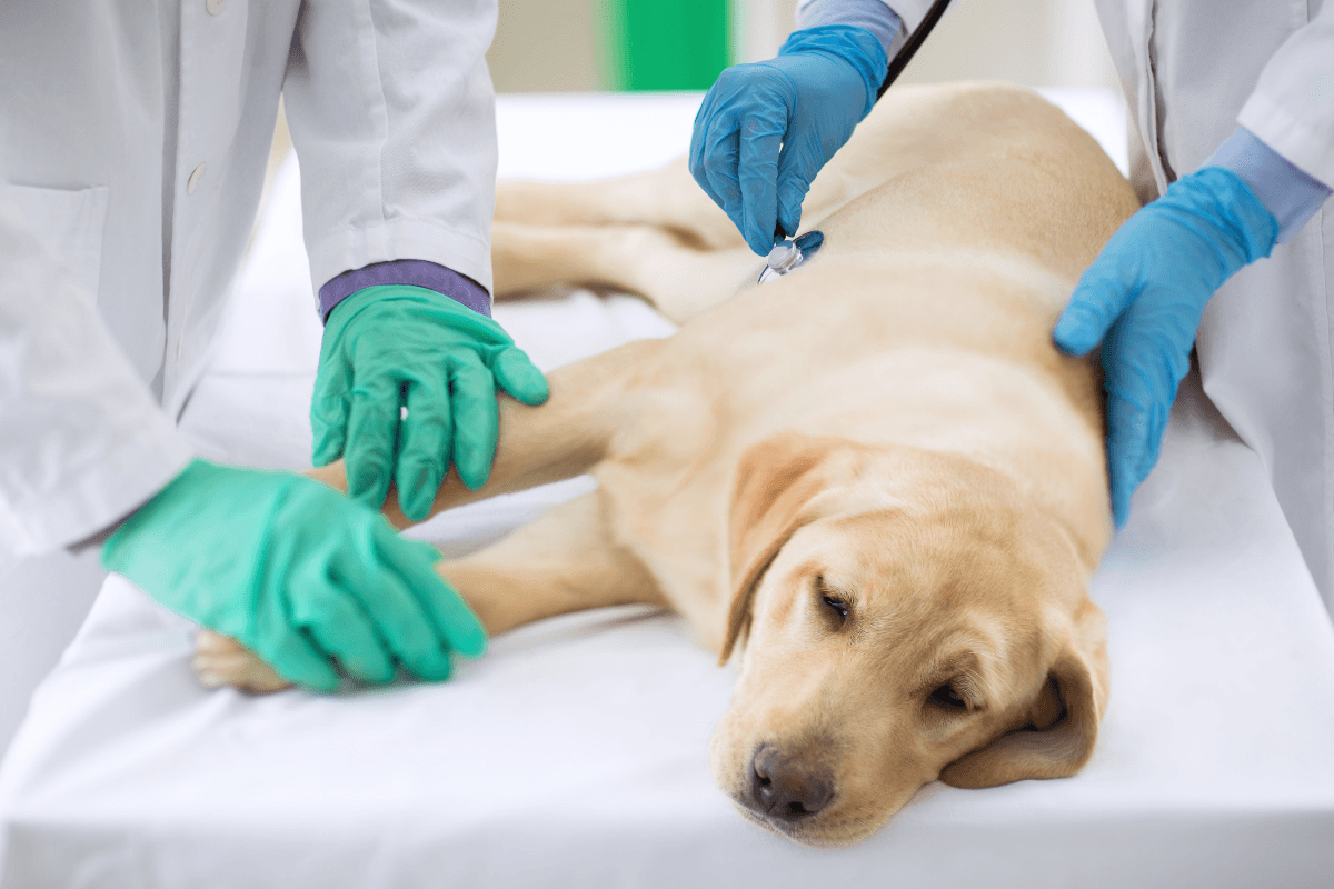 Pancreatitis and Diabetes in Dogs