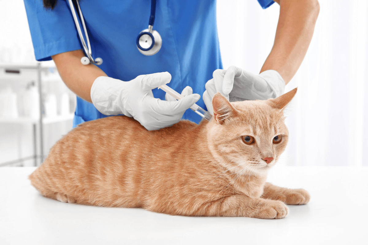 Baytril Injection for Cats